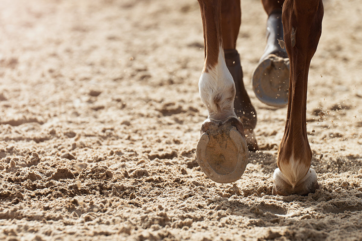 Why Do Horses Need Horseshoes? Companion Animal Wellness Center
